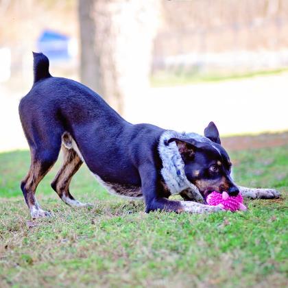 Henry, an adoptable Australian Cattle Dog / Blue Heeler, Mixed Breed in Tyler, TX, 75711 | Photo Image 2