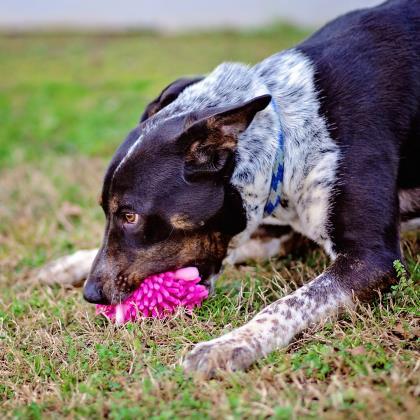 Henry, an adoptable Australian Cattle Dog / Blue Heeler, Mixed Breed in Tyler, TX, 75711 | Photo Image 3