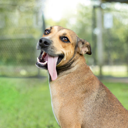 Bascom, an adoptable Hound, Mixed Breed in Tyler, TX, 75711 | Photo Image 1