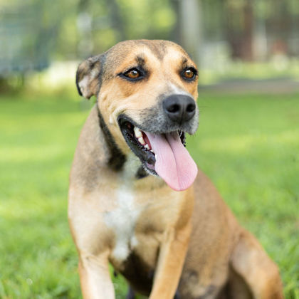 Bascom, an adoptable Hound, Mixed Breed in Tyler, TX, 75711 | Photo Image 2