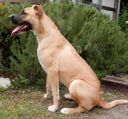 Beasley, an adoptable Great Dane, Mixed Breed in Tyler, TX, 75711 | Photo Image 3