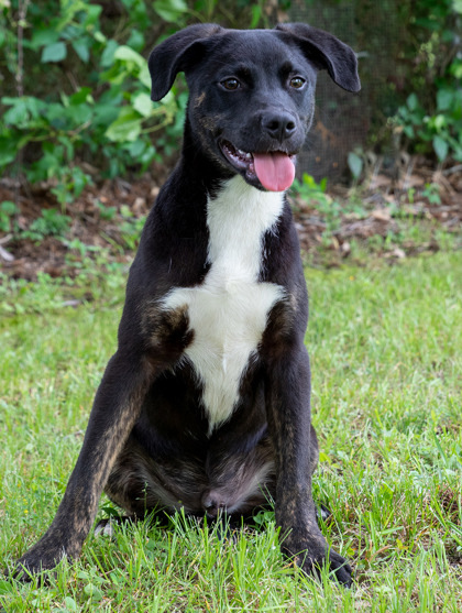 Percy, an adoptable Boxer, Labrador Retriever in Tyler, TX, 75711 | Photo Image 1