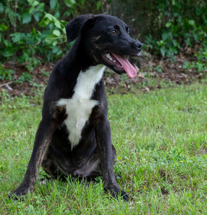 Percy, an adoptable Boxer, Labrador Retriever in Tyler, TX, 75711 | Photo Image 2