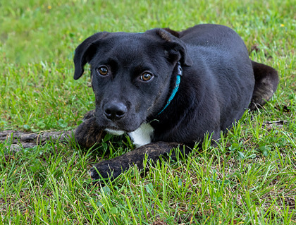 Percy, an adoptable Boxer, Labrador Retriever in Tyler, TX, 75711 | Photo Image 3