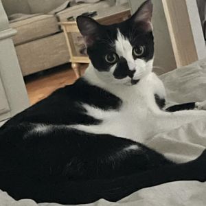 Derek, Adult Male Domestic Short Hair