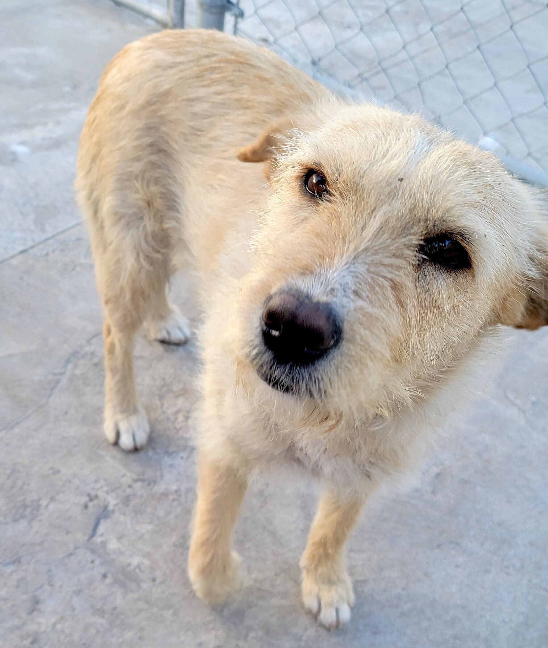 Golden retriever airedale mix hot sale puppies