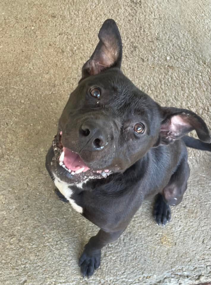 Koby, an adoptable American Bulldog, Mixed Breed in Demopolis, AL, 36732 | Photo Image 1