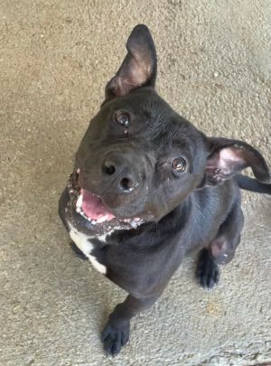 Koby, Adult Male American Bulldog