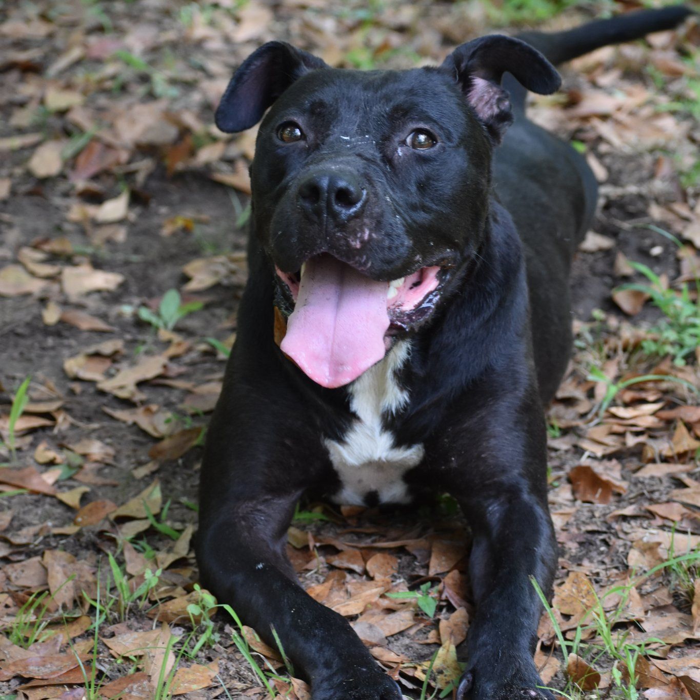 Koby, an adoptable American Bulldog, Mixed Breed in Demopolis, AL, 36732 | Photo Image 2