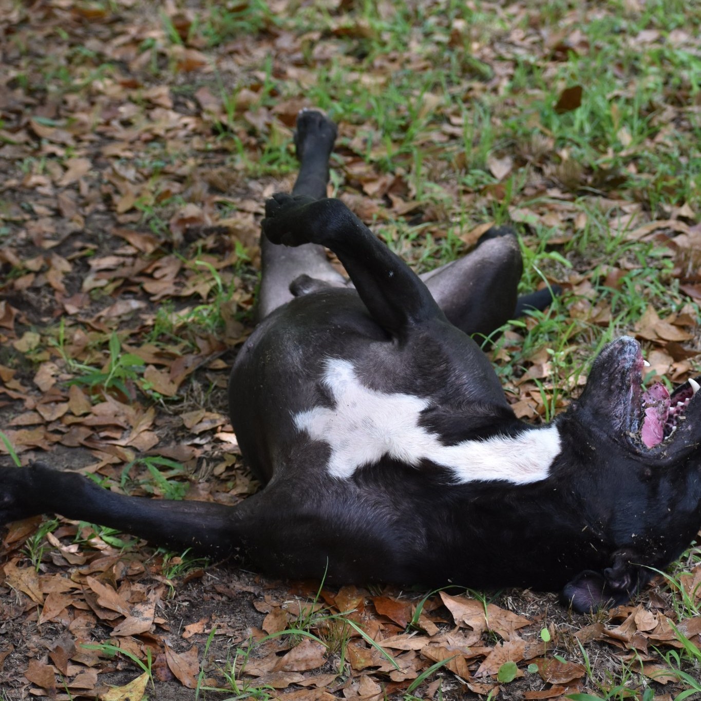 Koby, an adoptable American Bulldog, Mixed Breed in Demopolis, AL, 36732 | Photo Image 3