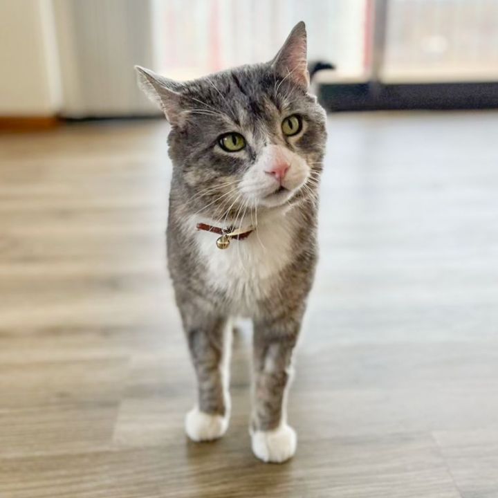 Amandus (FIV+) 3