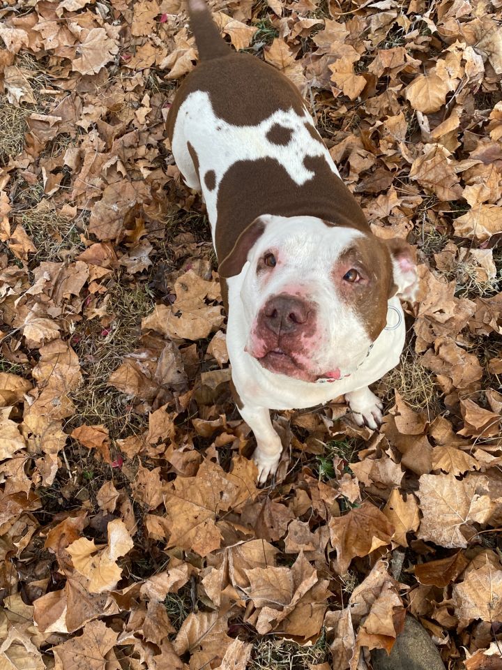 Pitbull mixed with basset sales hound