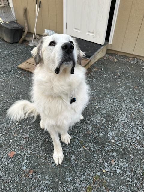 Dog for adoption Buddy in Cape Elizabeth ME a Great Pyrenees