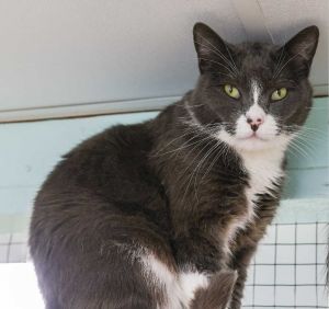 DOB 9262017 Cabbage is a uniquely patterned cat with a sweet disposition He can be a timid fello