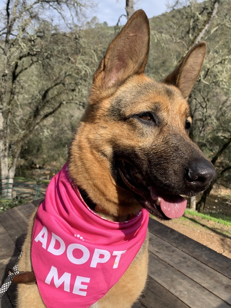 Harley, an adoptable German Shepherd Dog in Shingle Springs, CA, 95682 | Photo Image 1