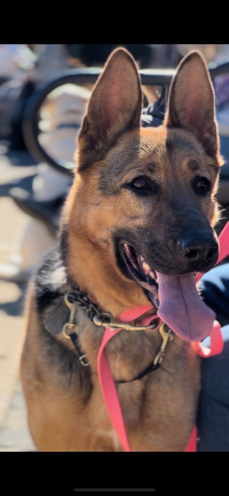 Harley, an adoptable German Shepherd Dog in Shingle Springs, CA, 95682 | Photo Image 2