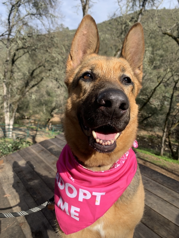 Harley, an adoptable German Shepherd Dog in Shingle Springs, CA, 95682 | Photo Image 3