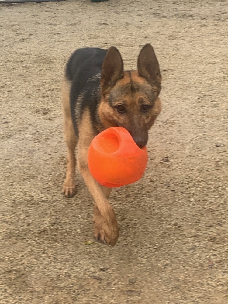 Harley, an adoptable German Shepherd Dog in Shingle Springs, CA, 95682 | Photo Image 4