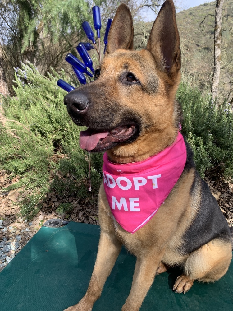 Harley, an adoptable German Shepherd Dog in Shingle Springs, CA, 95682 | Photo Image 5