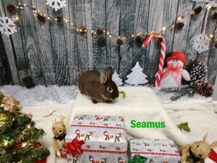 Seamus, an adoptable Bunny Rabbit Mix in Medford, NY_image-1