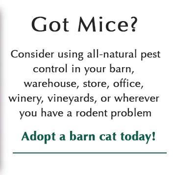 Barn Cats