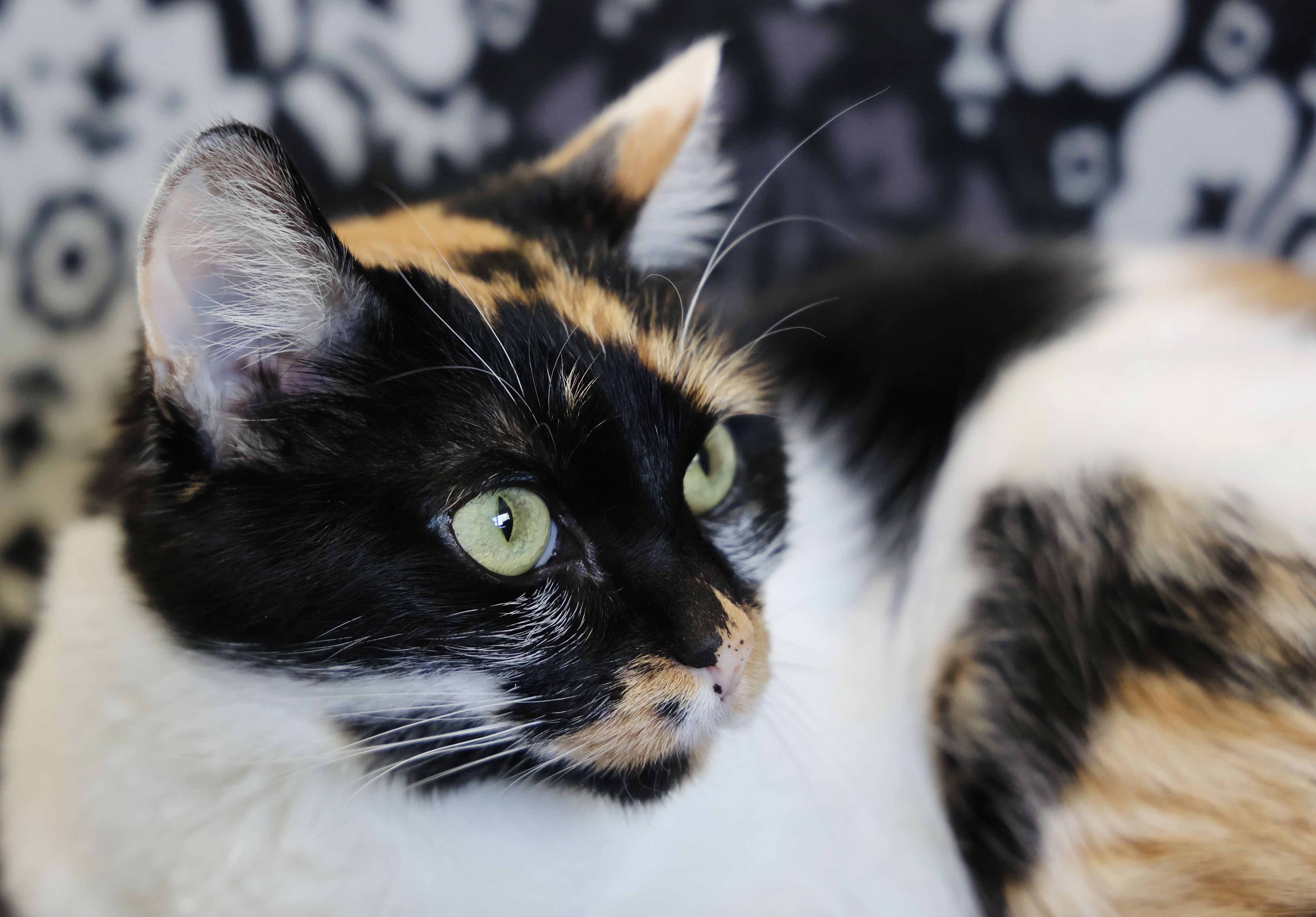 Maisie, an adoptable Domestic Short Hair in Hastings, MN, 55033 | Photo Image 1