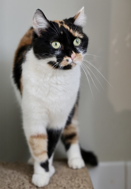 Maisie, an adoptable Domestic Short Hair in Hastings, MN, 55033 | Photo Image 2