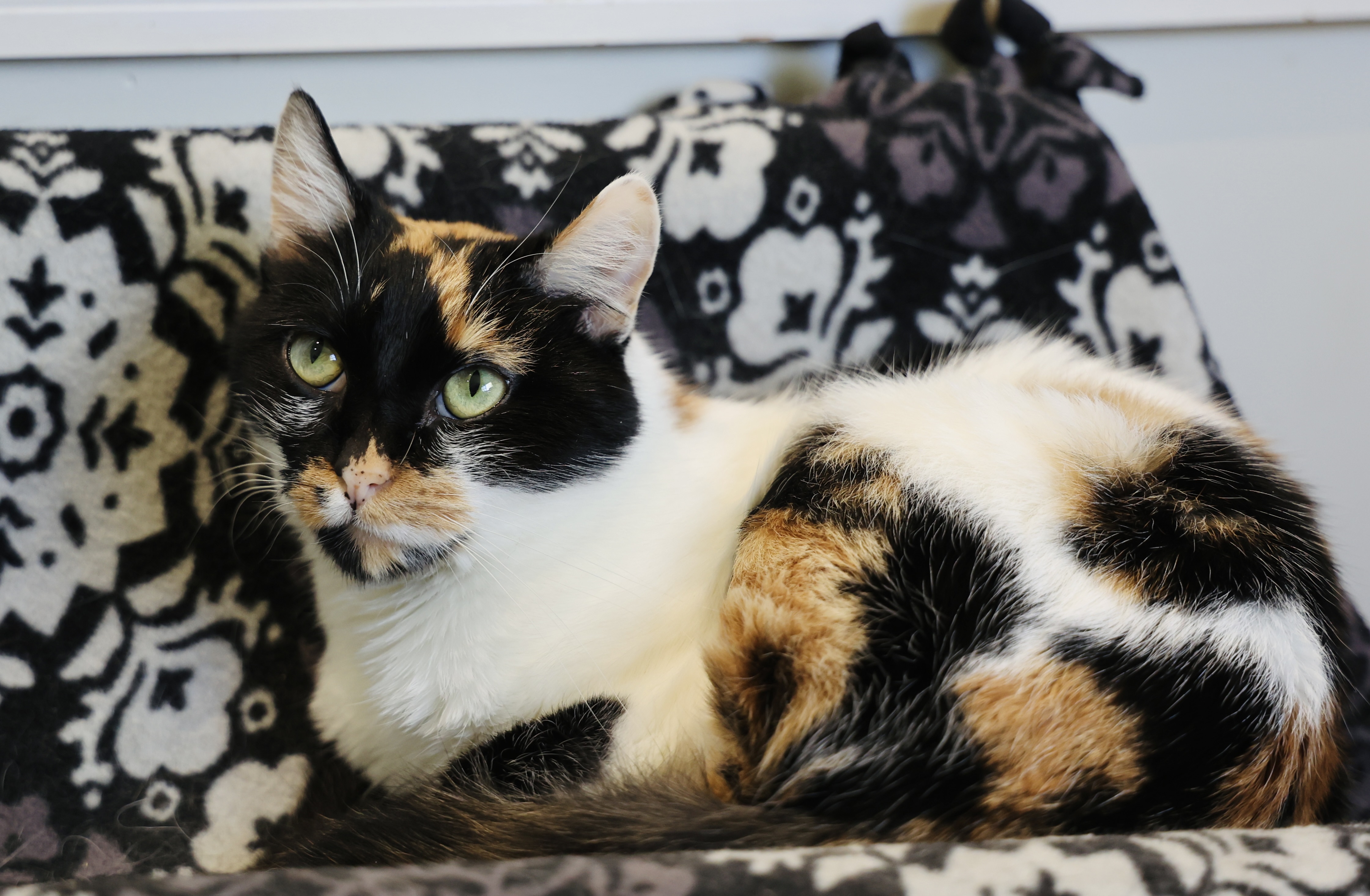 Maisie, an adoptable Domestic Short Hair in Hastings, MN, 55033 | Photo Image 2