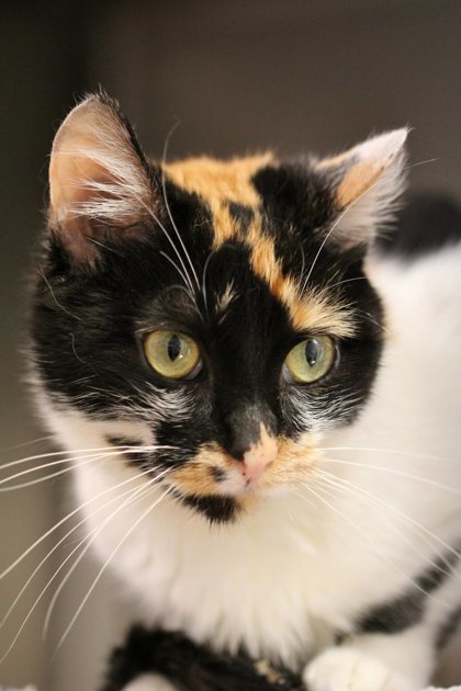 Maisie, an adoptable Domestic Short Hair in Hastings, MN, 55033 | Photo Image 3