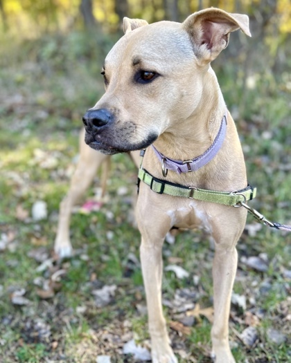 Tilly, an adoptable Labrador Retriever, Boxer in Hastings, MN, 55033 | Photo Image 2