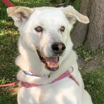 Willow 2, an adoptable Labrador Retriever, Anatolian Shepherd in Hastings, MN, 55033 | Photo Image 1