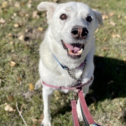 Willow 2, an adoptable Labrador Retriever, Anatolian Shepherd in Hastings, MN, 55033 | Photo Image 2