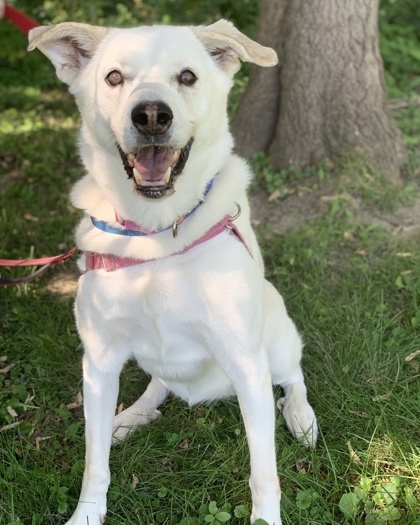 Willow 2, an adoptable Labrador Retriever, Anatolian Shepherd in Hastings, MN, 55033 | Photo Image 3