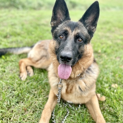 Duke, an adoptable Shepherd, Mixed Breed in Hastings, MN, 55033 | Photo Image 1