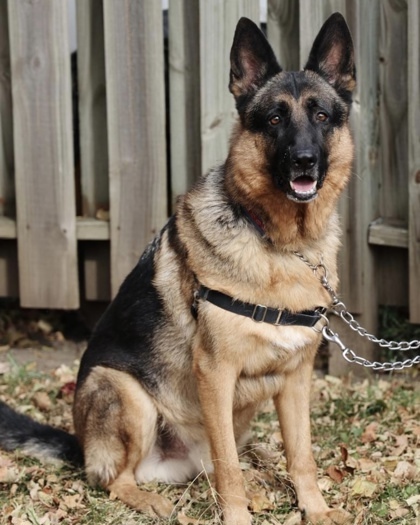 Duke, an adoptable Shepherd, Mixed Breed in Hastings, MN, 55033 | Photo Image 2