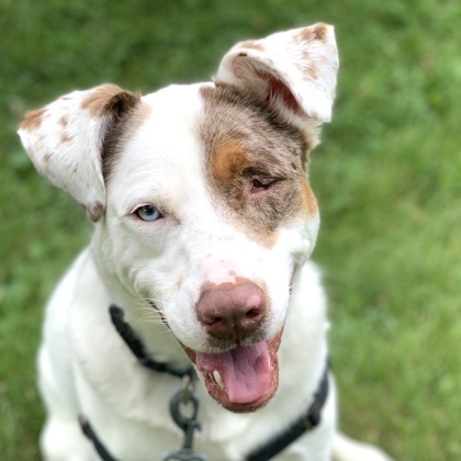 Ike, an adoptable Catahoula Leopard Dog & Hound Mix in Hastings, MN_image-1
