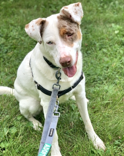 Ike, an adoptable Catahoula Leopard Dog, Hound in Hastings, MN, 55033 | Photo Image 2