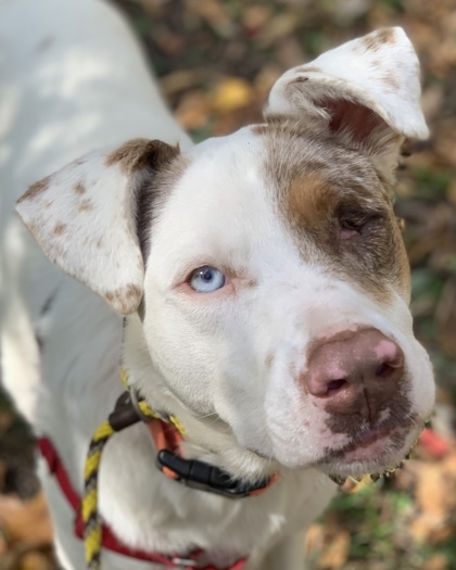 Ike, an adoptable Catahoula Leopard Dog, Hound in Hastings, MN, 55033 | Photo Image 3