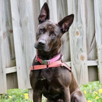 Blue, an adoptable Shepherd, Mixed Breed in Hastings, MN, 55033 | Photo Image 1
