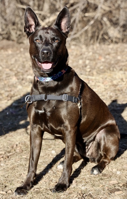 Blue, an adoptable Shepherd, Mixed Breed in Hastings, MN, 55033 | Photo Image 1