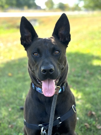 Blue, an adoptable Shepherd, Mixed Breed in Hastings, MN, 55033 | Photo Image 1