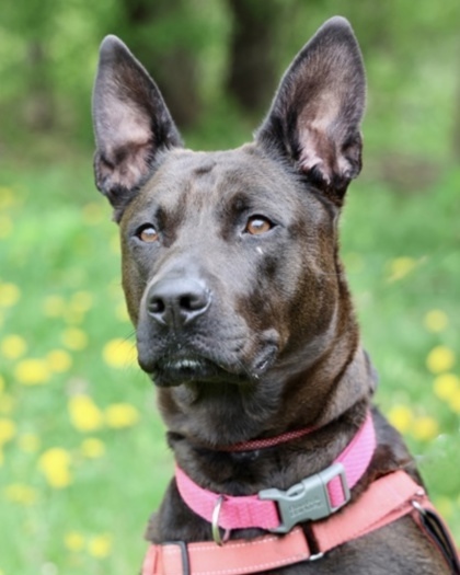 Blue, an adoptable Shepherd, Mixed Breed in Hastings, MN, 55033 | Photo Image 2