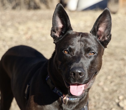 Blue, an adoptable Shepherd, Mixed Breed in Hastings, MN, 55033 | Photo Image 2