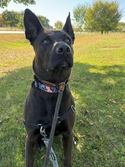 Blue, an adoptable Shepherd, Mixed Breed in Hastings, MN, 55033 | Photo Image 3