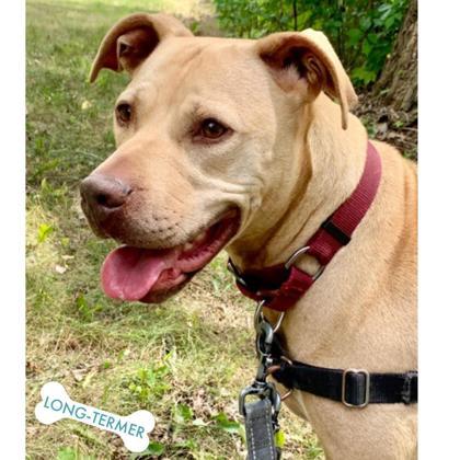 Frankie, an adoptable Labrador Retriever, Mixed Breed in Hastings, MN, 55033 | Photo Image 1