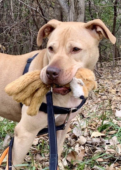 Frankie, an adoptable Labrador Retriever, Mixed Breed in Hastings, MN, 55033 | Photo Image 2