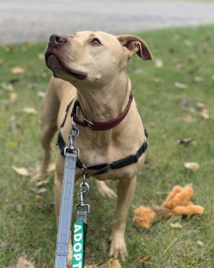 Frankie, an adoptable Labrador Retriever, Mixed Breed in Hastings, MN, 55033 | Photo Image 3