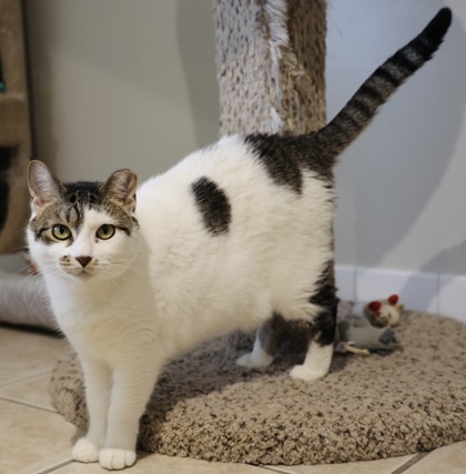 Pippi, an adoptable Domestic Short Hair in Hastings, MN, 55033 | Photo Image 1