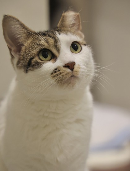 Pippi, an adoptable Domestic Short Hair in Hastings, MN, 55033 | Photo Image 2