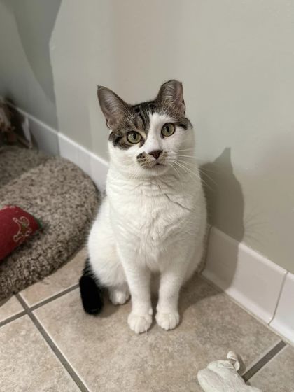 Pippi, an adoptable Domestic Short Hair in Hastings, MN, 55033 | Photo Image 3